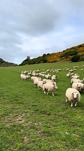 86K views · 5K reactions | The amazing Storm does a brilliant job at sheep herding  | Sean The Sheepman | Facebook