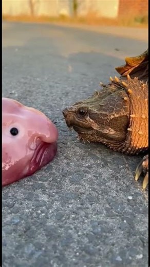Snapping Turtle vs Blobfish (INSANE Matchup)