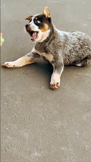WHACKY ACD Blue heeler puppy playing #australiancattledog #blueheeler #acd