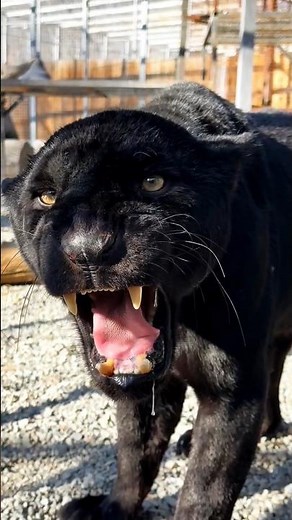 Black Panther Roar sound #shortvideo #jaguar #blackpanther