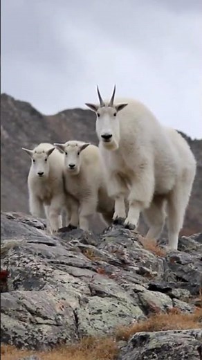 The Incredible Mountain Goats🐐