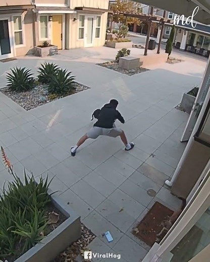 Guy saves his cat from this dog’s attack | tubiplus