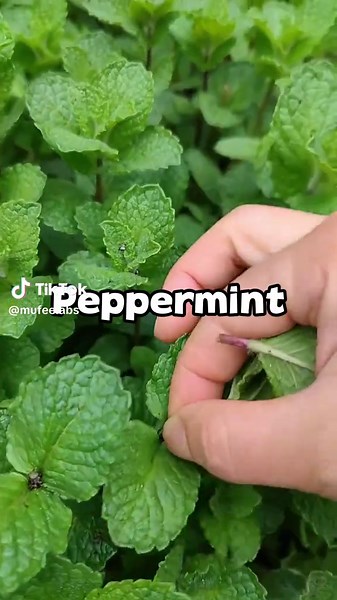 Have you heard of peppermint essential oil? How to make it? Follow the step
