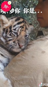 24K views · 99 shares | Lovely cat ^^ | Best Musical.ly | Facebook