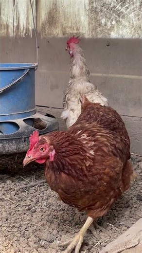 She’s About to Lay an Egg… But First, DRAMA! 🥚🐔