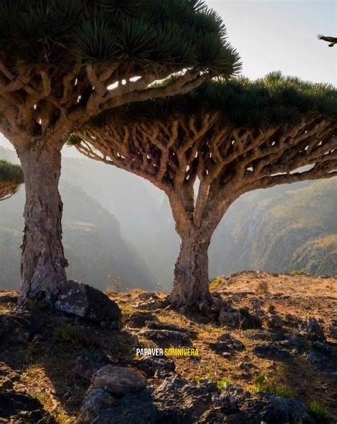 Pohon Darah Naga dari kepulauan Socotra.