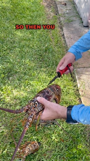 What’s your go-to method for cleaning lobster? 🦞🤔 Over the years, we’ve learned there is no “right way” because everyone removes lobster tails differently! Here, we’re using our BUBBA dive knife to kill the lobster first 🔪🦞, then separate the meat from the carapace before twisting the tail off and tossing it in a saltwater brine! #filletfriday | Spearchannel