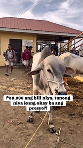 Tinatanong niya kung okay lang ba ang presyo ng nabili niyang baka?! Kayo mga bossing ano sa tingin ninyo? #reels #fbpagereels #cow #ShortSpeed #highlights | Marruh Abanilla