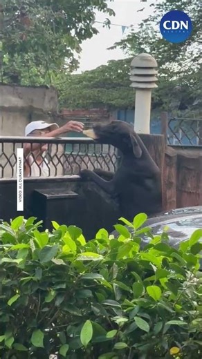 A GENTLE GIANT’S BFF 🐾