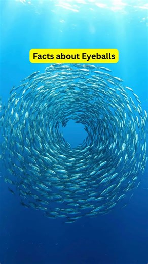 Facts of the day 👁️👀 mind-blowing eye facts, random facts about eyes, eye facts you didn’t know, your eyes are incredible, weird eye facts, amazing vision facts, fun facts about eyes, eye science is wild, fascinating eye trivia, human eye secrets, cool facts about vision, eye facts in seconds, did you know your eyes, eye facts explained, vision facts that shock, your eyes are unique, learn about your eyes, eye facts for you, science of sight, eye facts you’ll love, vision is amazing, quick eye
