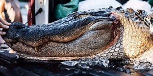 Two hunters kill legendary Big Al in Lake Harding