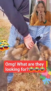 Soo funny dogs #dogs #funny | Annie Hao Bickett