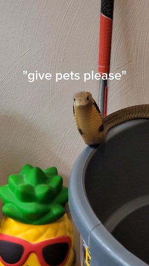 My King Cobra is a better pet than a cat. #reptiles #venomoussnakes #kingcobra #cats #pets #cobra | Joey Josselson