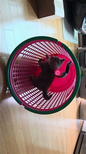 #고양이 캣휠#챗바퀴 만들기#먼치킨놀아주기