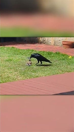 Crow Strikes Without Warning