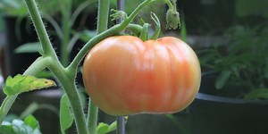 Cost of fertilizer going up, how you can make your own on a budget