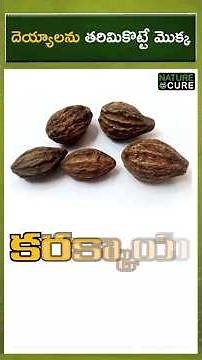 The shocking truth of Haritaki – not ghosts but your health! | కరక్కాయ శక్తి తెలుసా? ఆరోగ్యం ఎక్కువ!