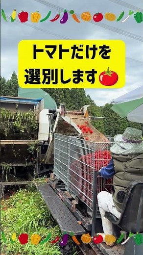 🍅カゴメジュース用トマト機械収穫を見学！ #JA佐野 #佐野市 #トマト #ジュース用トマト #カゴメ #機械収穫 #農業 #スマート農業 #農業機械 #地産地消 #国消国産
