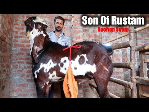 Meet The Rooftop Farmer Raising Rustam Line Beetal Goats | Breeder Buck & Doe