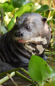 Giant river otters 🦦Also called 'river wolves', due to those large, razor sharp teeth 🐺#WorldOtterDay ad Spot them in Brazil's #pantanal #wildtravel 🧳👉https://www.robertefuller.com/pages/travel-to-the-panatal | Robert E Fuller