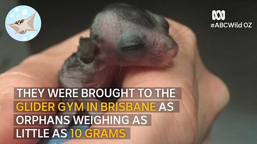 51K views · 39 reactions | These tiny, orphaned squirrel gliders are absolute champions  abc.net.au/news/wildoz/ | ABC Brisbane | Facebook