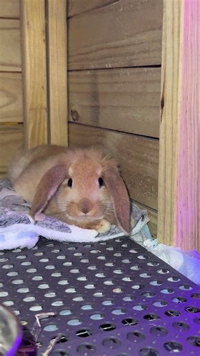 Goodnight Wishes for Sweet Little Hopsin the Bunny