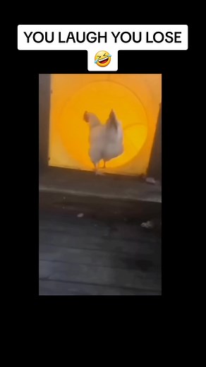 #ylyl #youlaughyoulose #memes #funny #meme #fyp #fypシ #viral