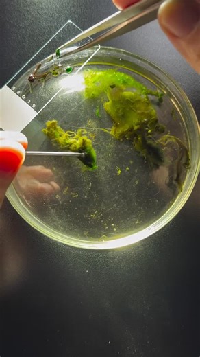 Lara Wegener MD on Instagram: "At the cellular level, you are a composition of natural law a physical expression of energies and ancient technology. The microbiome and plants undergo epigenetic regulation environment-driven changes in gene expression (DNA methylation, histone modification, small RNAs) that encode adaptive “biological memory,“ and when we consume them, their bioactive compounds and microbial metabolites can modulate human signalling pathways and epigenetic states, showing that en