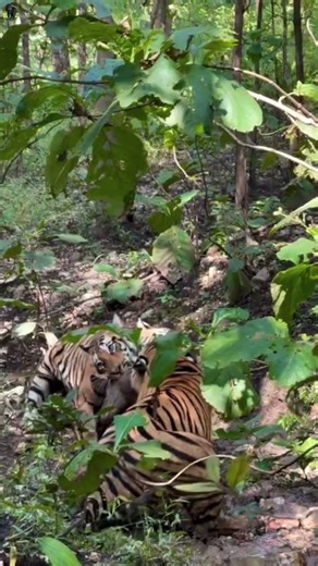 Tigers Fighting 😱 | Jim Corbett Wildlife #Shorts ‪@SimbaaVlogs‬