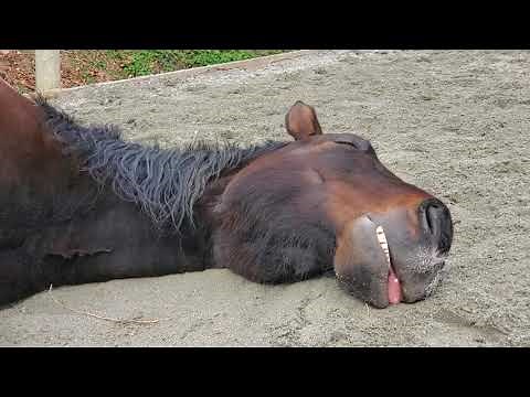 Sleeping Again! Snoring and Snoozing Horses