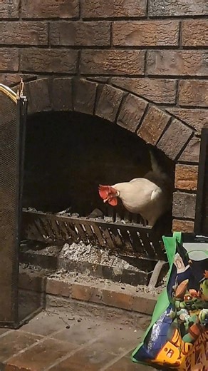 Left the door open for two minutes and came back to find the chickens in the fireplace having a nap. The house is still under repairs from our whole bottom floor being flooded, and now apparently it’s become a chicken hotel too. The opportunists strike again! | Cassandra Mason