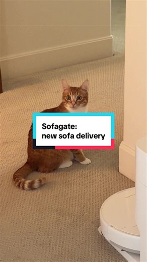 New Sofa Delivered — Cat's Hilarious Reaction When Favorite Sofa Replaced