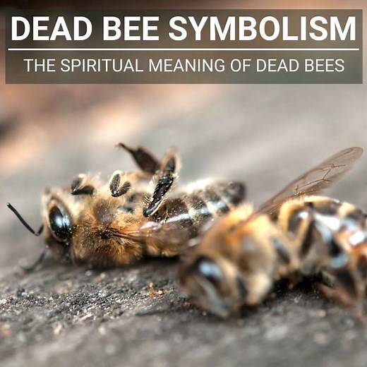 Unpacking Dead Bee Symbolism: The Spiritual Significance