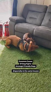 3K views · 1.2K reactions | Common cause of dog fights #dogs | Southend Dog Training | Facebook