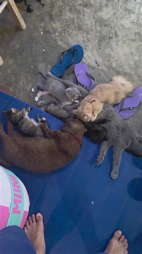 Kucing Munchkin: Susu yang Memabukkan dan Comel