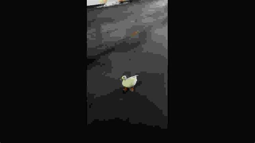 Duck almost slips while speed-walking on road in Chongqing,China