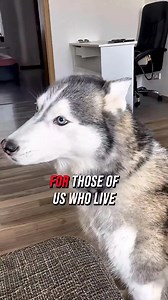 Everyone says huskies are amazing. But are they really the best dogs? In this honest take, we explore what makes huskies so unique — and why their value isn’t in perfection, but in personality. This video is for every husky lover who knows: they’re not here to serve, they’re here to walk beside us. 💙🐺 #husky #huskylife #siberianhusky #huskyshorts | Siberian Huskies World