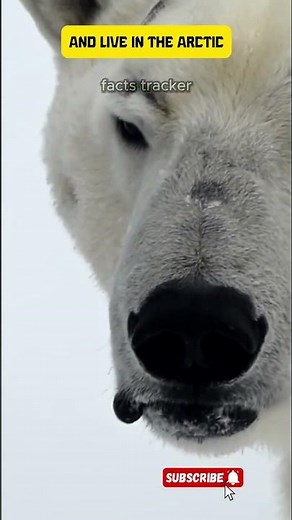 #animal facts #interesting facts about wildlife #surprising wildlife # #animals you didn’t know #