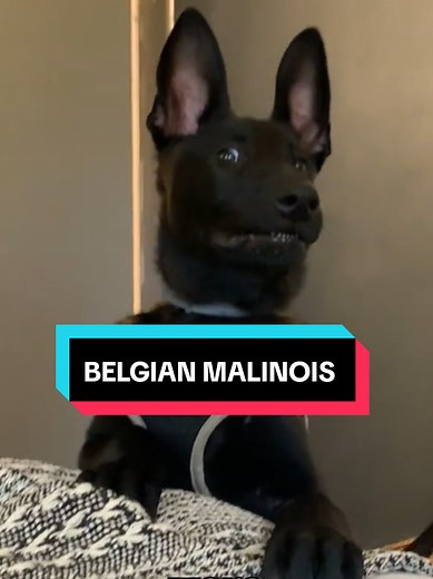 Explore the K9 Special Forces Unit: Belgian Malinois