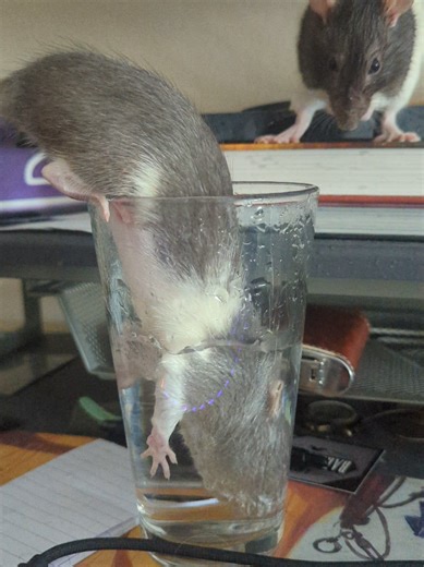 My rats LOVE water 🌊🐀 They're so clean!! #petrats #cuteanimals #pets | rat