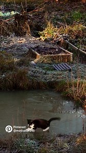 95K views · 4.6K reactions | Cat’s skiing’s place 藍殺 watch on channel: https://www.youtube.com/@sophoncat | Cat Meow | Facebook