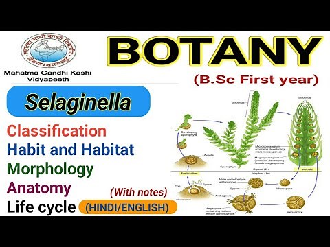 Selaginella/Classification/Morphology/Anatomy/Life cycle Selaginella