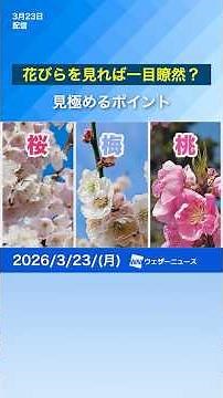 [Cherry Blossom Viewing] How to distinguish between cherry blossoms, plum blossoms, and peach blo...