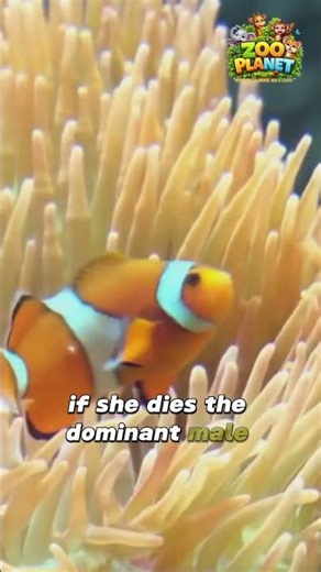 The Fish That Becomes Female!😱
