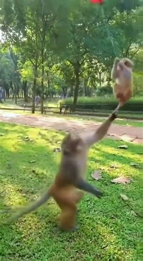 Mom Monkey Saves Baby from Flying Away
