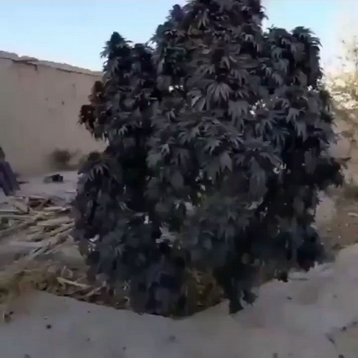 22K views · 118 reactions | The Afghan Black Tiger strain. | Afghan landraces seeds | Facebook
