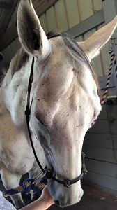 517 reactions · 45 shares | Equine Omega Complete provides and...