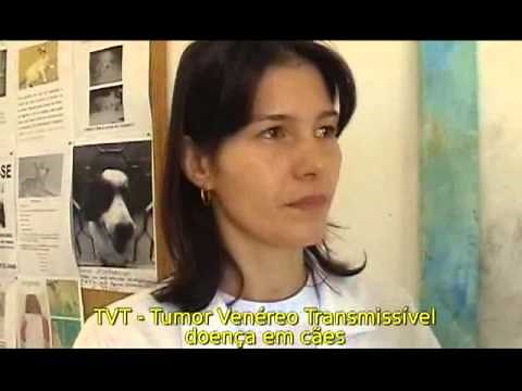 TVT em cães - Tumor Venéreo Transmissível