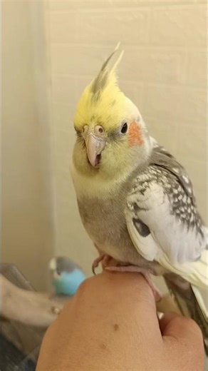 Adorable Cockatiel Candy's Super Cute Singing Moments ✨🎶🦜❤️ #cockatielscraze #birdsinging