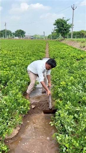 Hardworking life of Indian farmers #agriculture